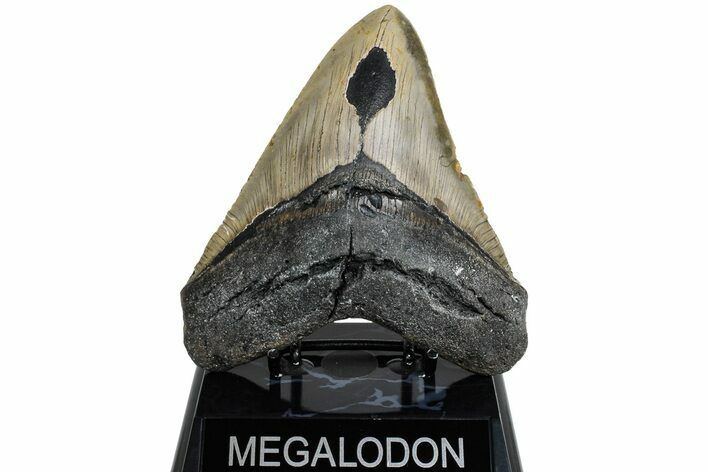 Fossil Megalodon Tooth - North Carolina #221816